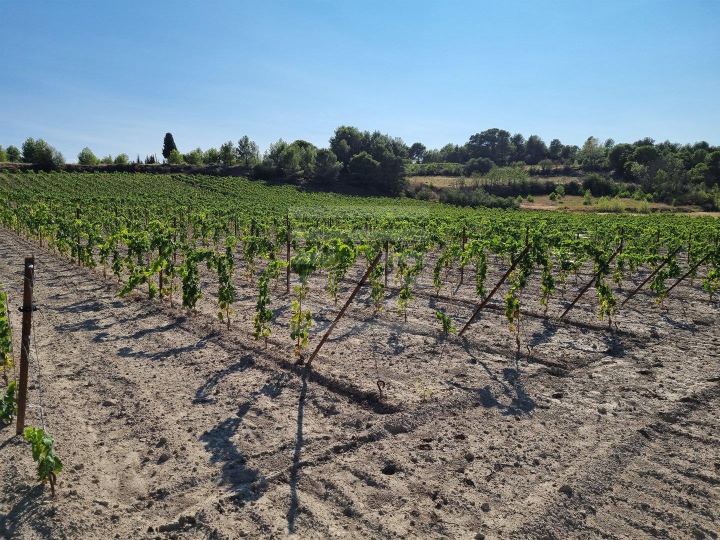 Vineyards