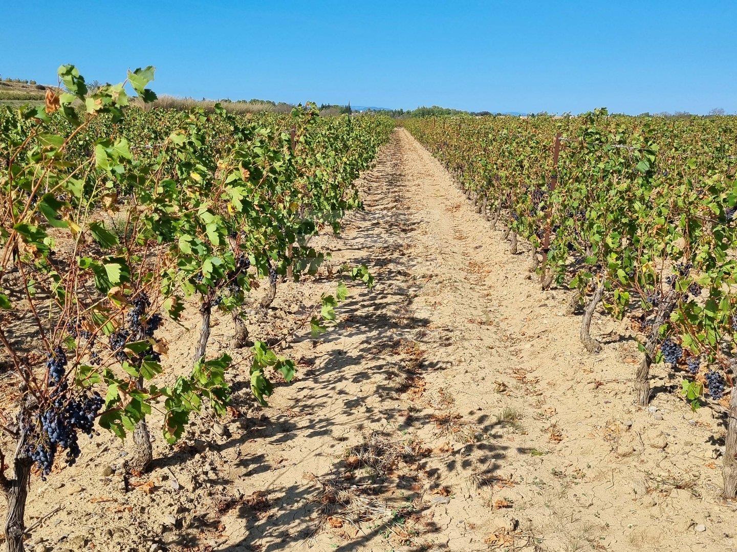 Vineyards