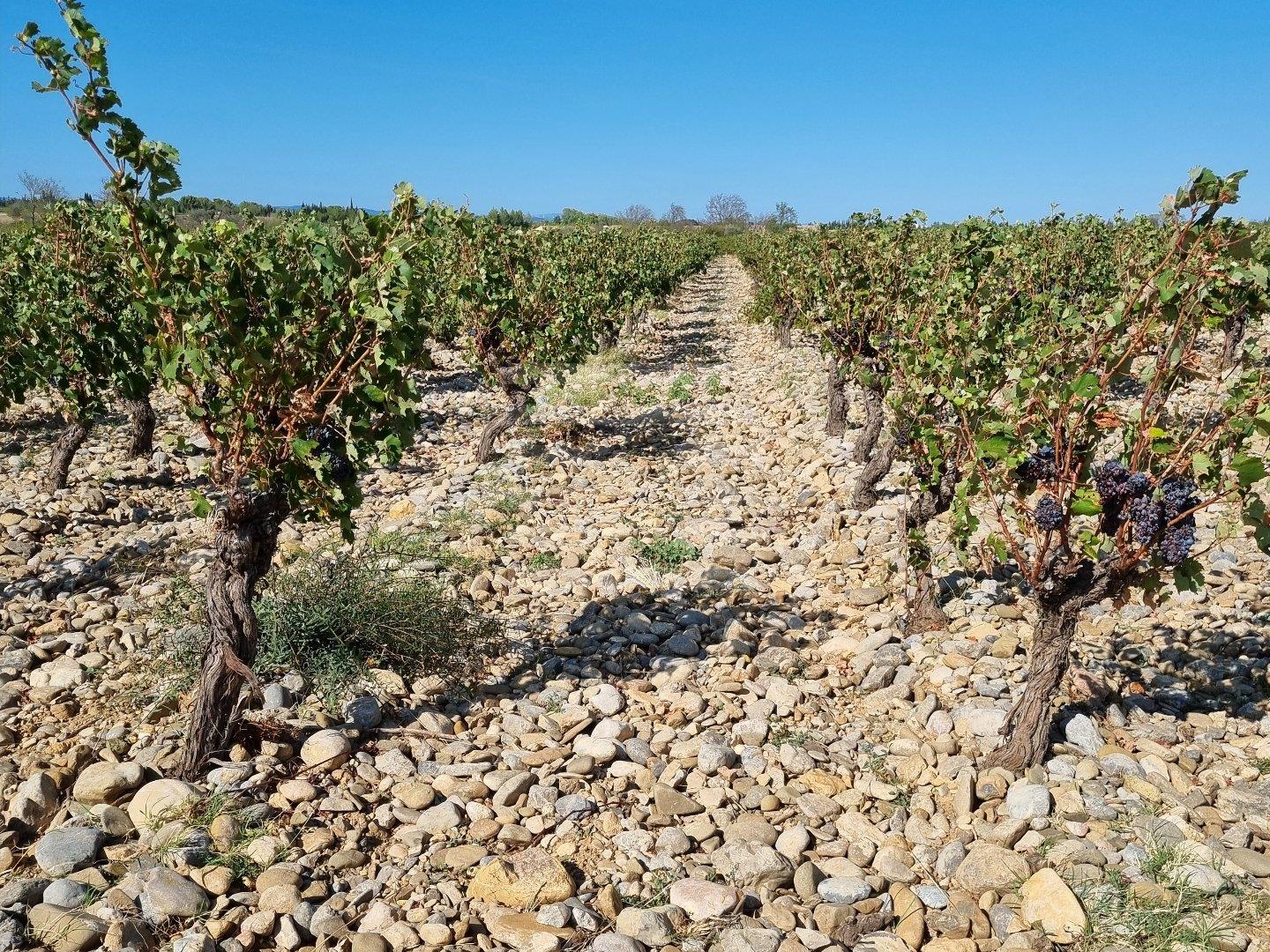 Vineyards