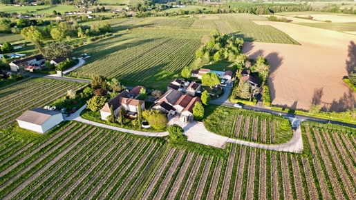 Vineyard