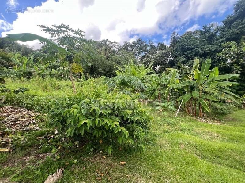 Maison à vendre, 36m², Le Lamentin