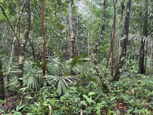 Land Available in Punta Gorda, Toledo District