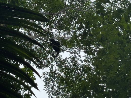 Land Available in Punta Gorda, Toledo District