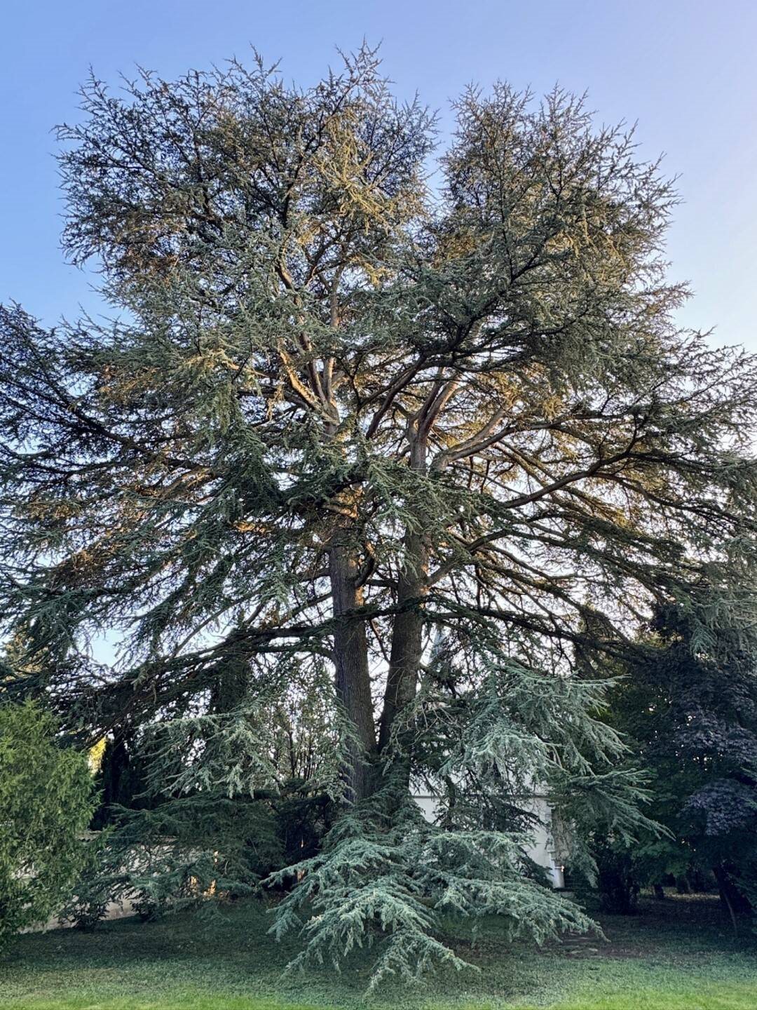 Maison à louer, 181m², Tassin-la-Demi-Lune