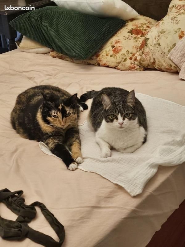 Appartement à louer, 22m², Marseille 10ème