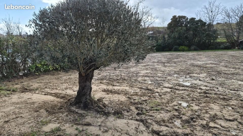 Maison à vendre, 186m², Ramonville-Saint-Agne