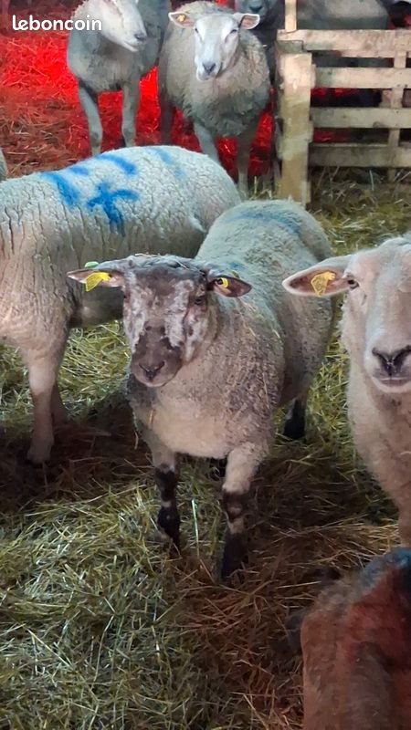 Maison à louer, 80m², Melincourt