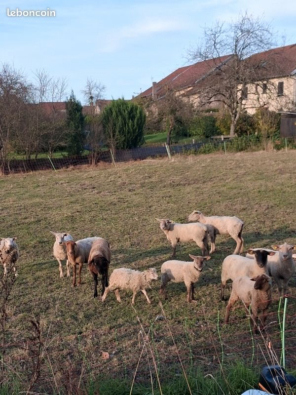 Maison à louer, 80m², Melincourt
