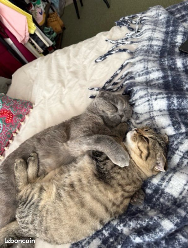 Appartement à louer, 60m², Aubervilliers