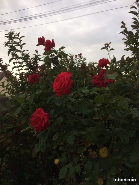 Appartement à louer, 40m², Lagny-sur-Marne