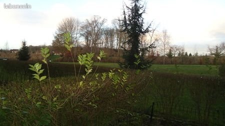 Appartement à louer, 36m², Montévrain