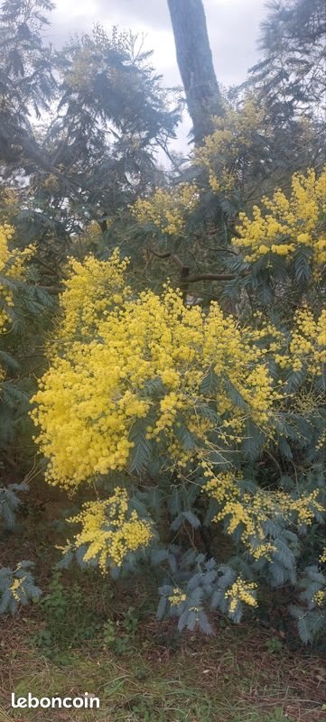 Appartement à louer, 65m², Lacanau