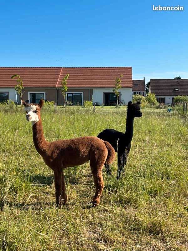 Appartement à louer, 160m², Arc-sur-Tille