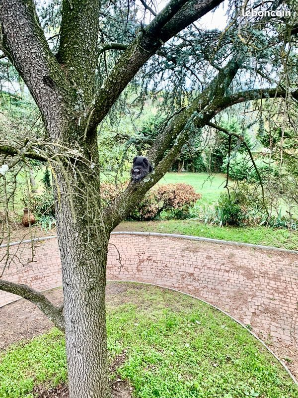 Maison à vendre, 300m², Ecully