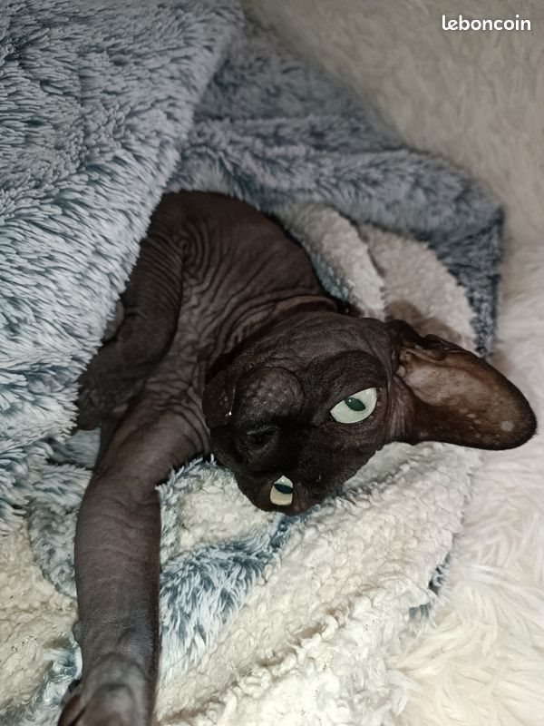 Appartement à louer, 45m², Marseille 8ème