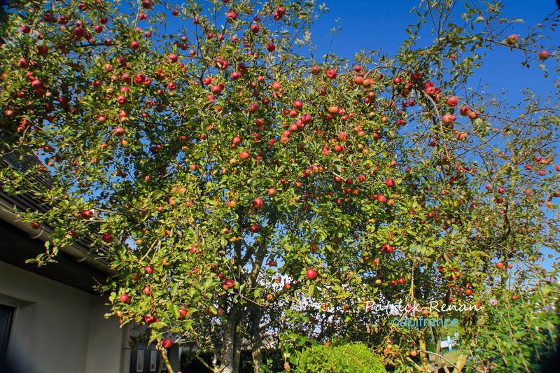 Maison à vendre, 152m², Trappes