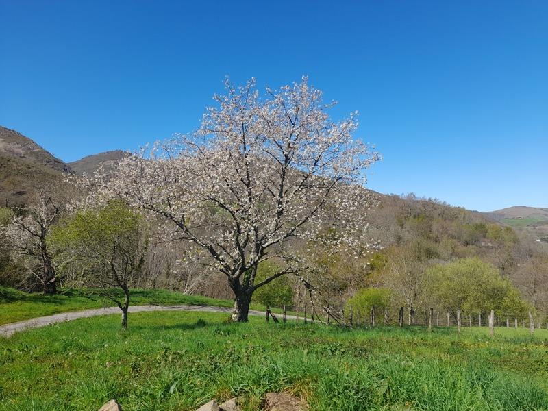 Maison à vendre, 220m², Sare