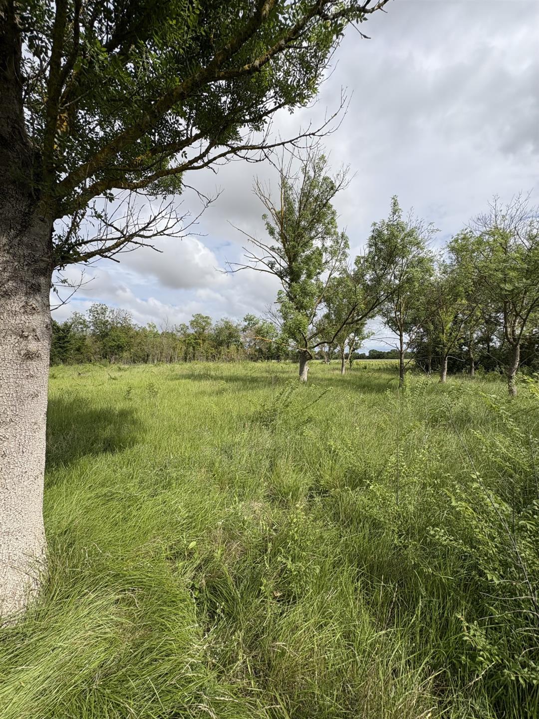 Recreational land in Florensac.