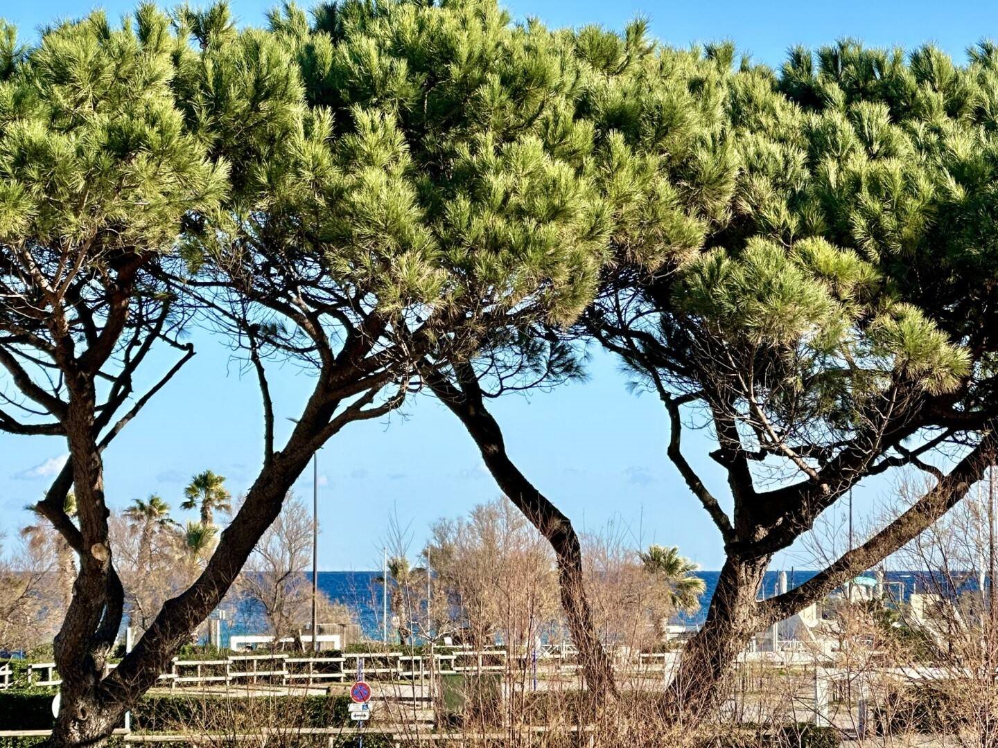 Appartement à louer, 33m², Sainte-Maxime