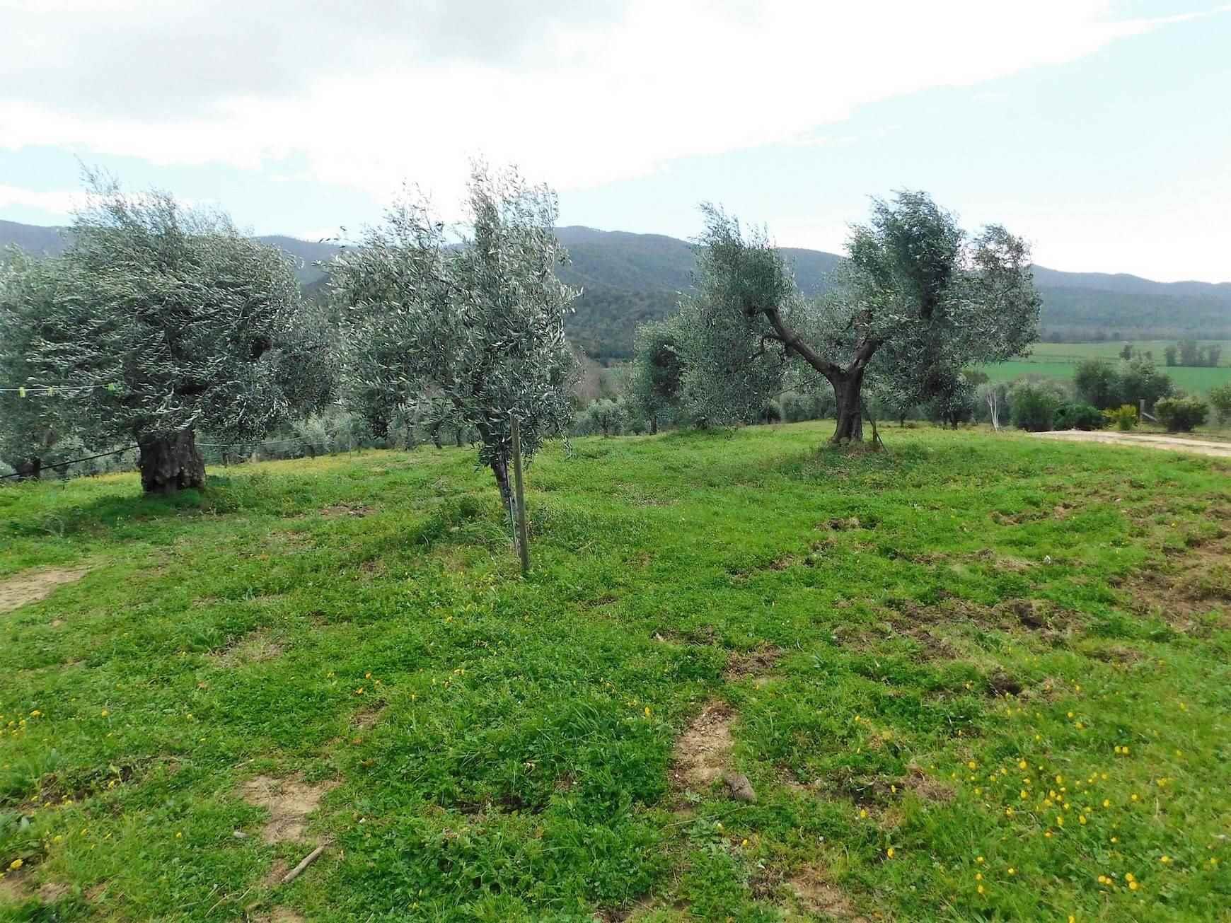 5 Bedrooms - Farmhouse - Tuscany - For Sale - A7631taa