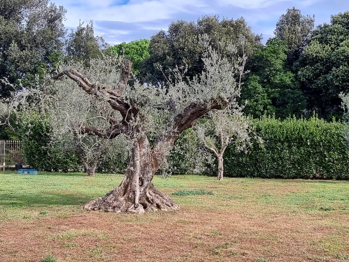 2 Bedrooms - Villa - Tuscany - For Sale - A1190rv62136