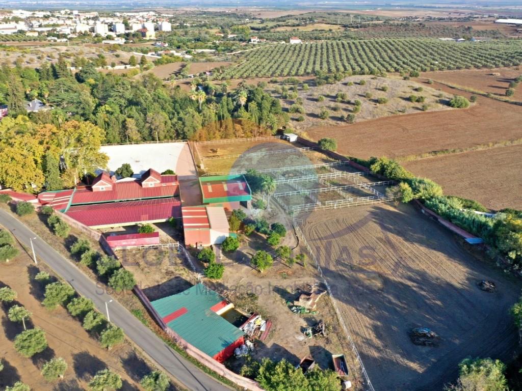 Farm with Magnificent Palace of the 19th century and equestrian facilities
