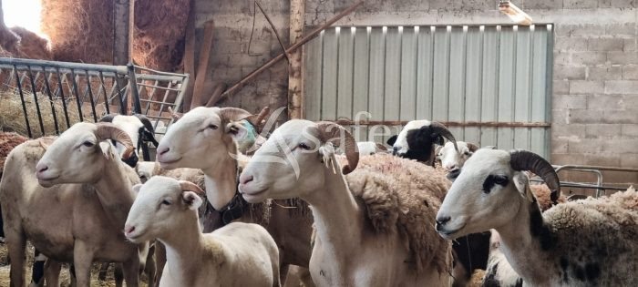 Maison à vendre, 373m², Castelnau-Magnoac