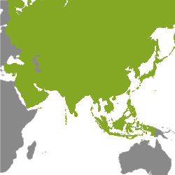 Eiendom Asia